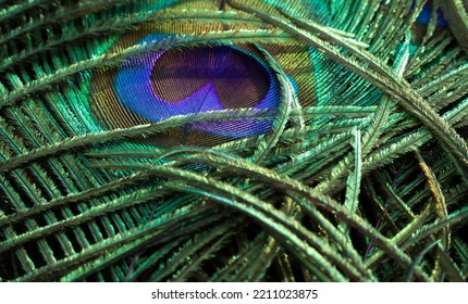 India, 27 April, 2022 : Peafowl Feather. Feather Texture Abstract Background Wallpaper. Beautiful Bird. Feather Green. Background For Greeting, Party, Janmashtami, Festival.