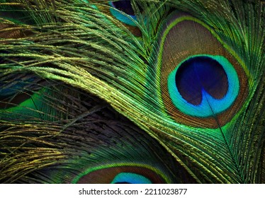 India, 27 April, 2022 : Peafowl Feather. Feather Texture Abstract Background Wallpaper. Beautiful Bird. Feather Green. Background For Greeting, Party, Janmashtami, Festival.