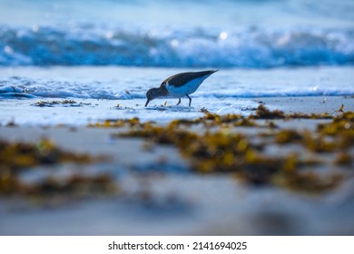 India, 27 December, 2021 : Common sandpiper, A small Palearctic wader, Actitis hypoleucos, Aquatic bird, wading bird, Beach bird.