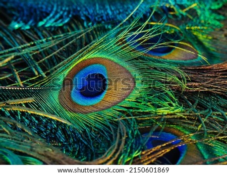 India, 28 April, 2022 : Peacock feather. Peafowl feather. Mor pankh. Abstract background.