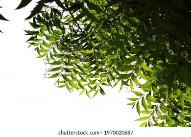 India, 30 April, 2021 : Azadirachta Indica, Commonly Known As Neem, Nimtree Or Indian Lilac, Is A Tree In The Mahogany Family Meliaceae.