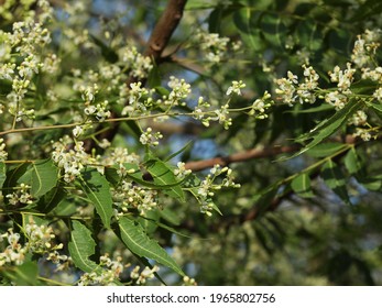 India, 4 April, 2021 : Azadirachta Indica, Commonly Known As Neem, Nimtree Or Indian Lilac, Is A Tree In The Mahogany Family Meliaceae.