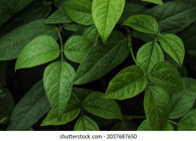 India, 6 September, 2021 : Mung bean plant, Mung bean green leaves, green gram.