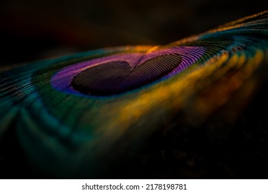 India, 8 March, 2021 : Peacock feather, Peafowl feather, Bird feather, feather, Background, Wallpaper, Macro photography, Closeup.