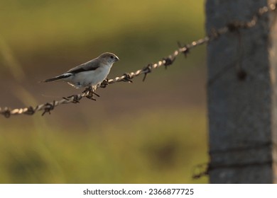 India, 9 October, 2023 : Small brown bird on barbed wire. Bird background. Animal background. - Powered by Shutterstock