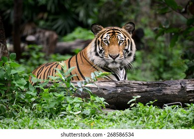 India Bengal Tiger Head Looking Direct To Camera
