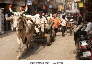 India, Delhi, Main Bazaar. The cow carries a cart