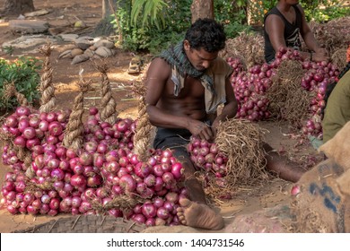 India, Karnataka, Gokarna Village.  2018 Year, March 22.  Indian Farmer Prepares For Sale Red Onion.