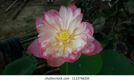 India National Flower Lotus Stock Photo 1113768206 | Shutterstock