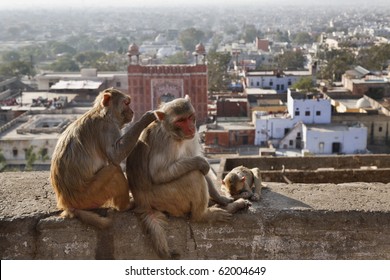 India, Rajasthan, Jaipur, indian monkeys clean each other, the city of Jaipur in the background