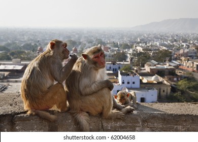 India, Rajasthan, Jaipur, indian monkeys clean each other, the city of Jaipur in the background