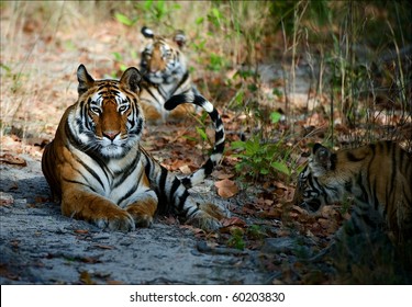 India Three Bengal Tigers On A Wood Glade