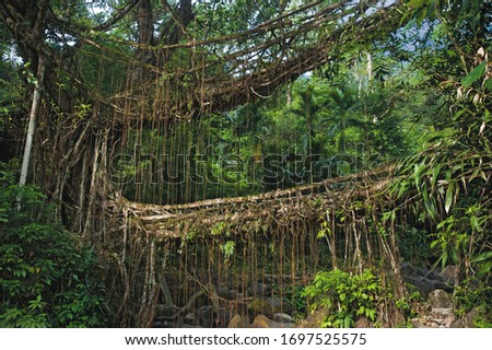 India Tree-root Bridge, Meghalaya .Sohra is 56 kms from Shillong and is literally the high point of any visit to Meghalaya.
