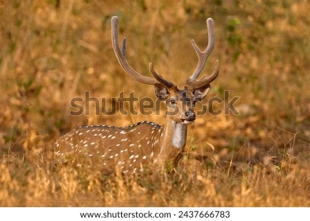 India wildlife. Axis spotted deer in the forest. Deers in the nature habitt, Kabini Nagarhole NP in India. Herd of animal near the water pond. Nature wildlife, chital.                            
