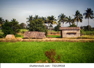 Indian agricultural areas with houses of ryots (peasants) against a background of palm trees and rice paddies, tropical agriculture, rice growing, agricultural landscape