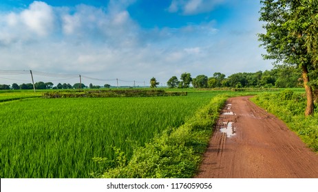 Indian Agricultural field with village road.