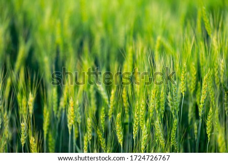 indian agriculture, wheat field india.