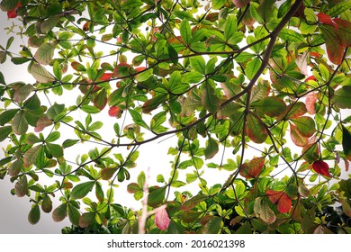 Indian Almond Tree, Worm's Eye View Angle Shooting