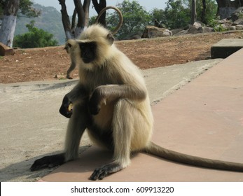 Indian Ape ( A Type Of Monkey) Called  God 