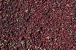 Indian Arabica Red Coffee Beans Found In Southern India Drying In Sun 