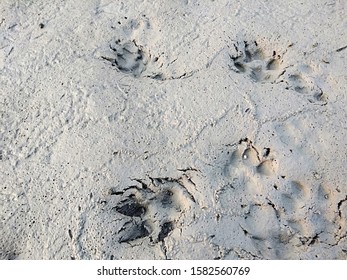 22 Jackal Footprint Images, Stock Photos & Vectors | Shutterstock