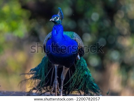 An Indian or asian peacock or male peafowl portrait in wild nature