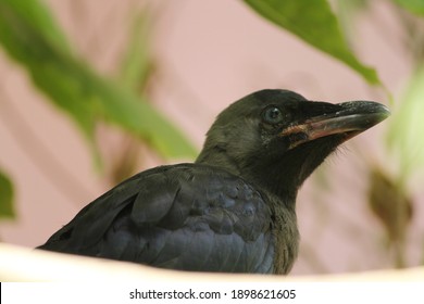 Crowing Baby High Res Stock Images Shutterstock