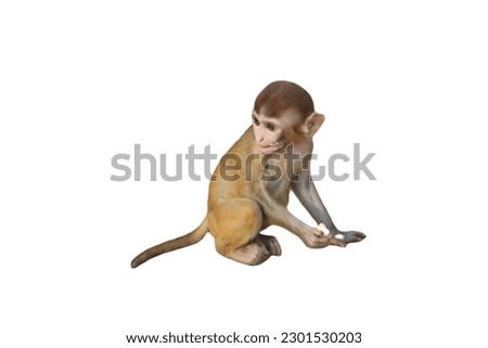 Indian baby monkey with white background