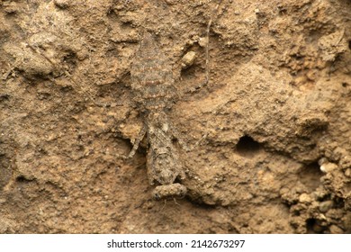 Indian Bark Mantis, Humbertiella Ceylonica, Satara, Maharashtra, India