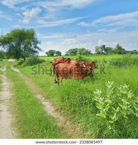 Indian beautiful cow and milk