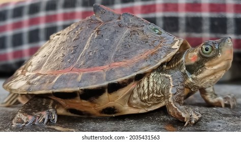 Indian Beautyfull Tent Roofed Turtle