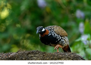 Indian Bird black Francolin  (Francolinus francolinus) , captured in Sattal India - Shutterstock ID 1412127950