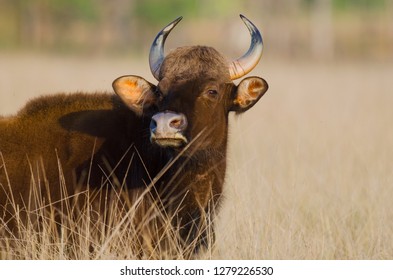 Indian Bison Or Gaur