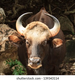 Indian Bison Or Gaur