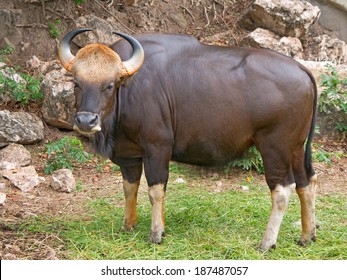 Indian Bison Or Gaur