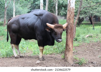 The Indian Bison ( Gaur)