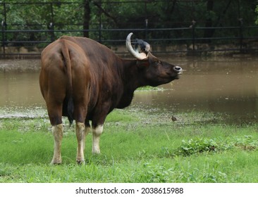 Indian Bison At National Zoological Park, New Delhi