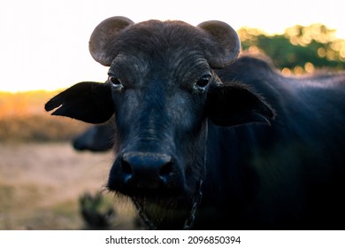 Indian black buffalo with selective focus,asian black baby buffalo