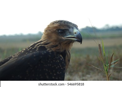 Indian Black Eagle Close Up