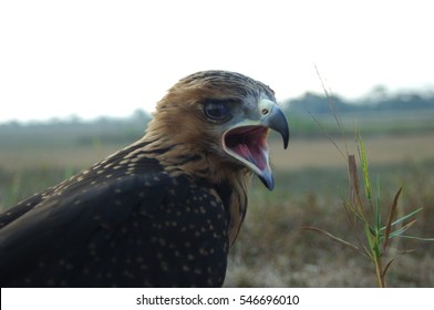 Indian Black Eagle Close Up