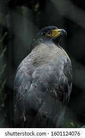 Indian Black Eagle Or Black Hawk (Ictinaetus Malaiensis) Is One Of The Raptor Which Is Found In Tropical Forests Of Asia. The Population Is Decreasing Due To Hunting.