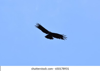 Indian Black Eagle In The Sky