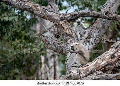 Indian Black Face Gray Langur Monkey Jim Corbett National Park, India