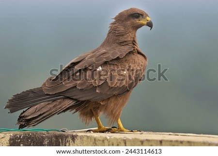 An Indian black kite is watchful