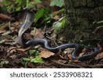 Indian Black Spectacled Cobra (Naja naja) - Striking Portrait of a Majestic Elapidae Snake",binocellate cobra, is a species of cobra, a venomous snake in the family Elapidae