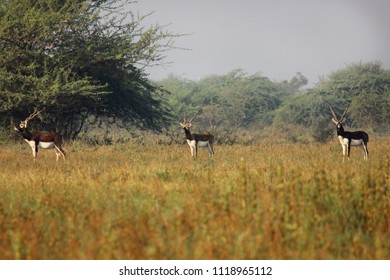 Indian Blackbuck Blackbuck National Park Foto De Stock 1118965112 ...