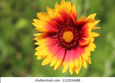 Indian Blanket Flower