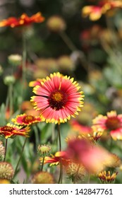 Indian Blanket Flower