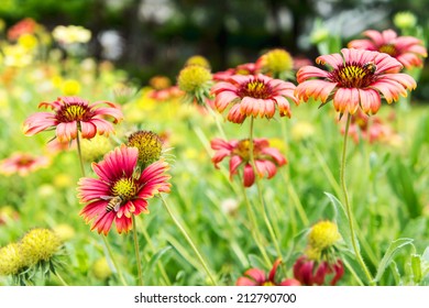 Indian Blanket Flower