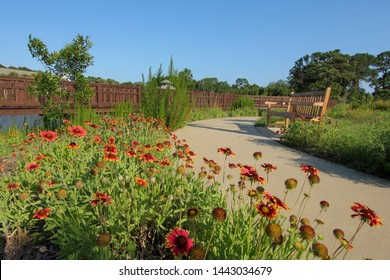 Indian Blanket Flowers Line The Trail At Bird Island Park In Ponte Vedra Beach, Florida